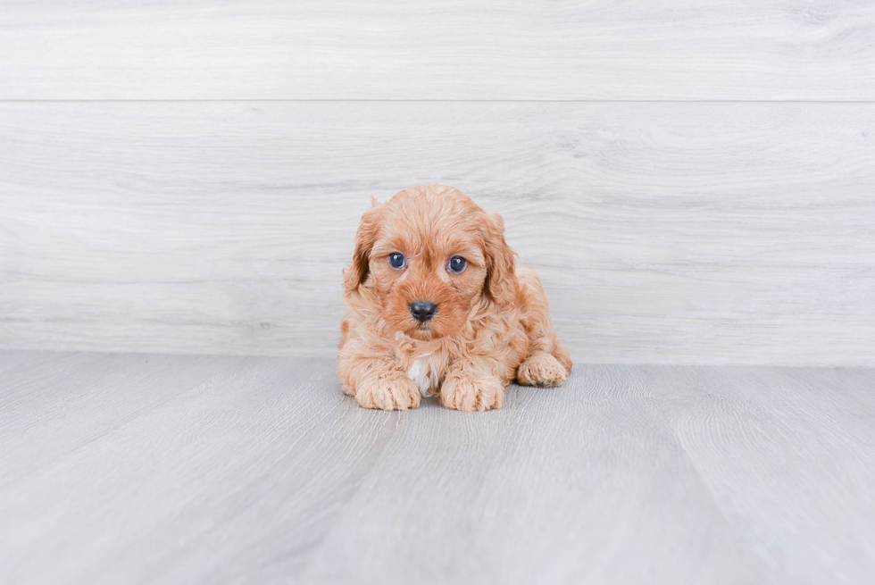 Best Cavapoo Baby