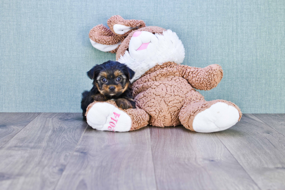 Meet Bella - our Yorkshire Terrier Puppy Photo 