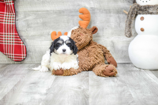 Cavachon Puppy for Adoption