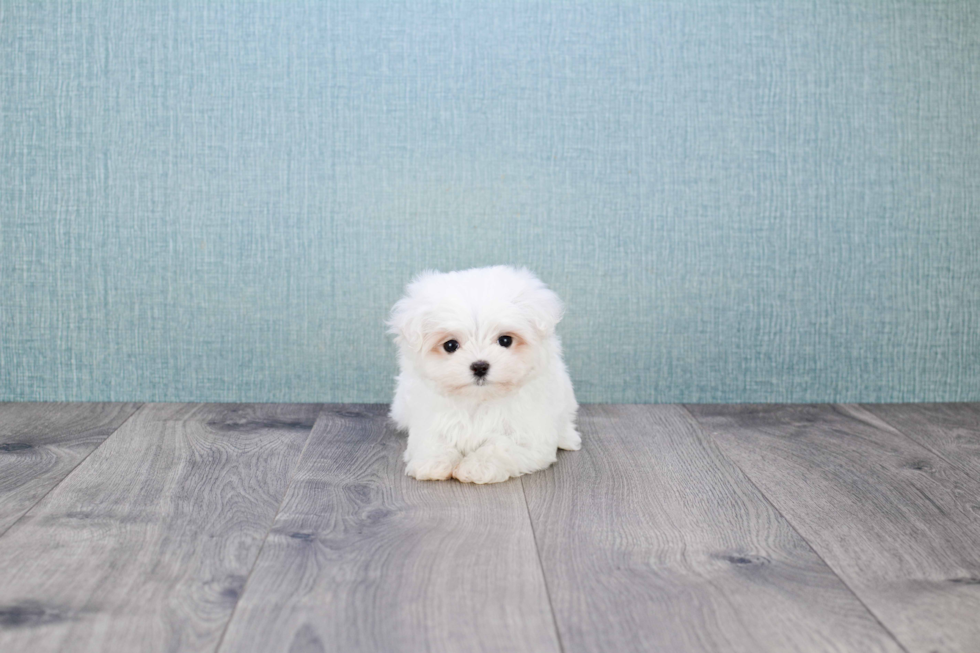 Maltese Puppy for Adoption