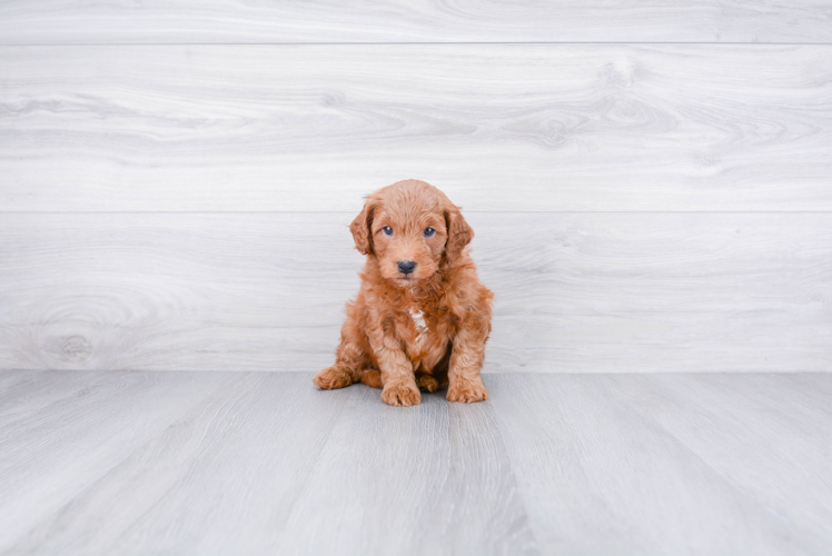 Mini Goldendoodle Pup Being Cute