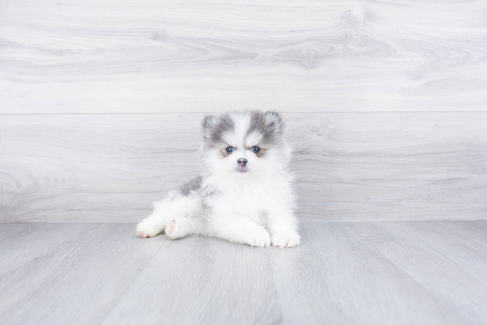 Energetic Mini Husky Designer Puppy