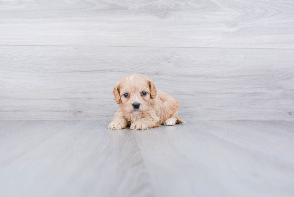 Cavachon Puppy for Adoption