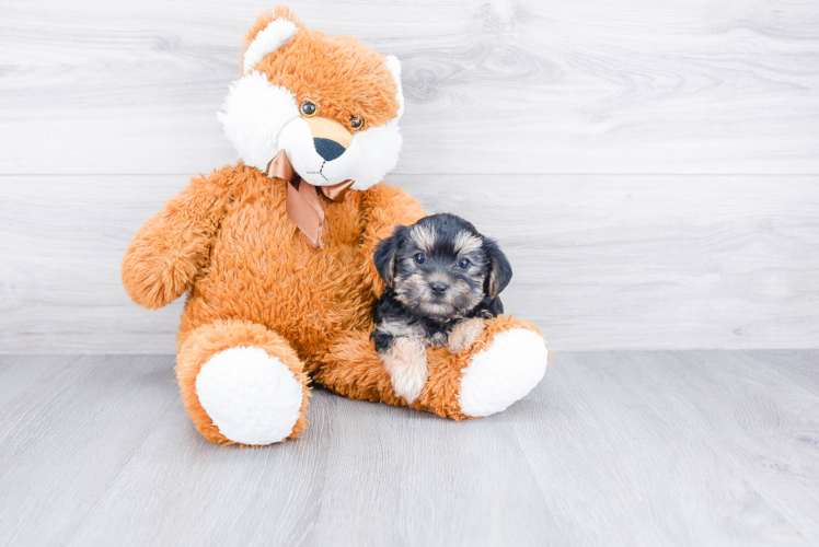 Hypoallergenic Yorkie Designer Puppy