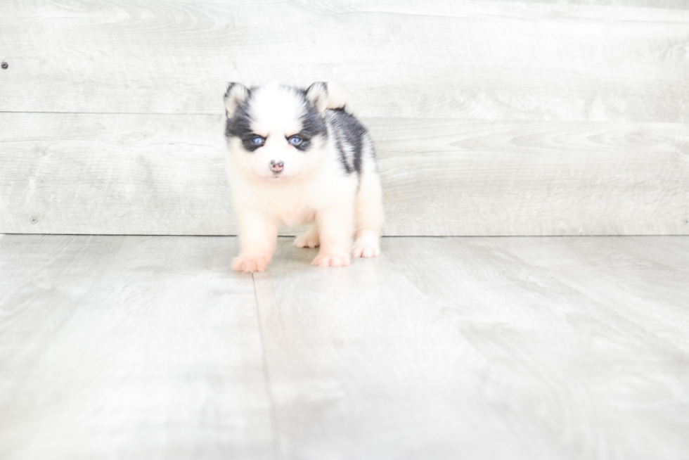 Sweet Pomsky Baby