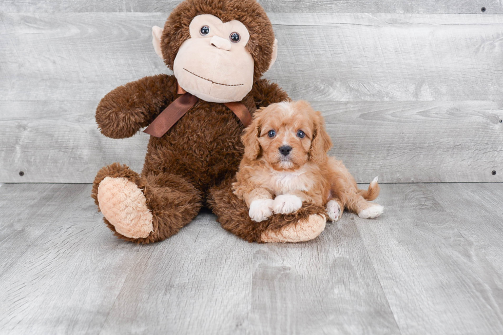 Funny Cavapoo Poodle Mix Pup