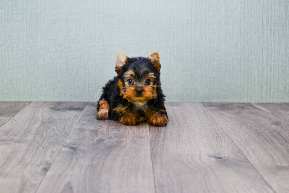 Meet Eli - our Yorkshire Terrier Puppy Photo 