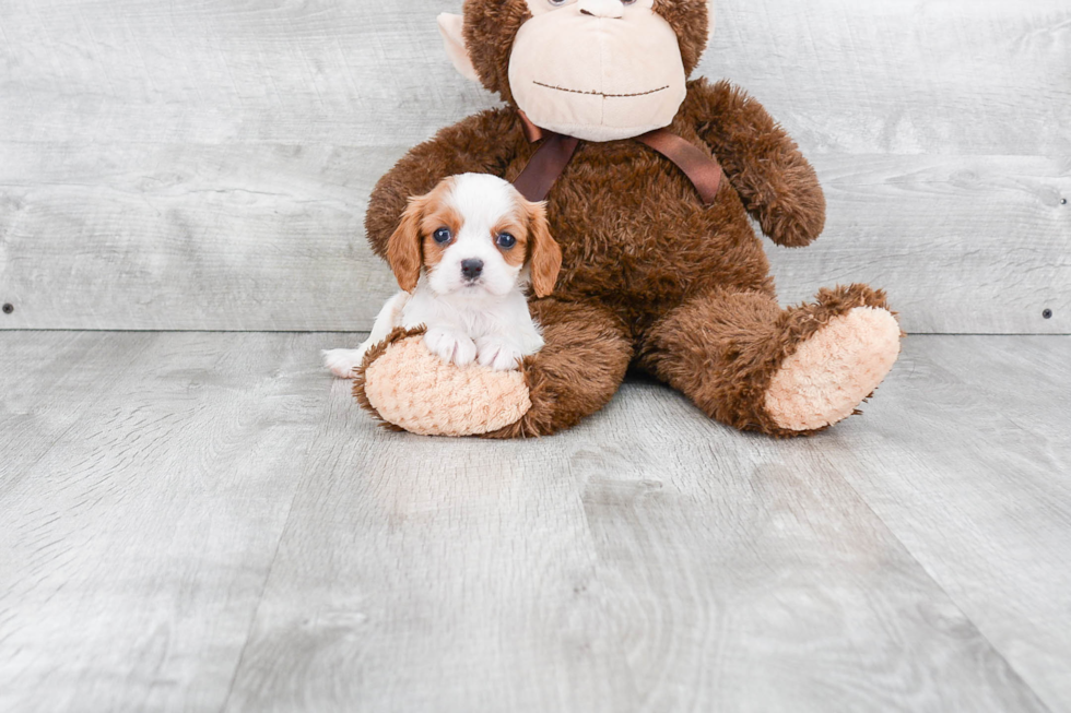 Friendly Cavalier King Charles Spaniel Purebred Pup