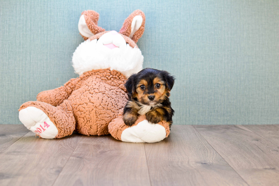 Playful Yorkie Designer Puppy