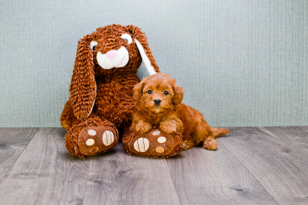 Best Mini Goldendoodle Baby