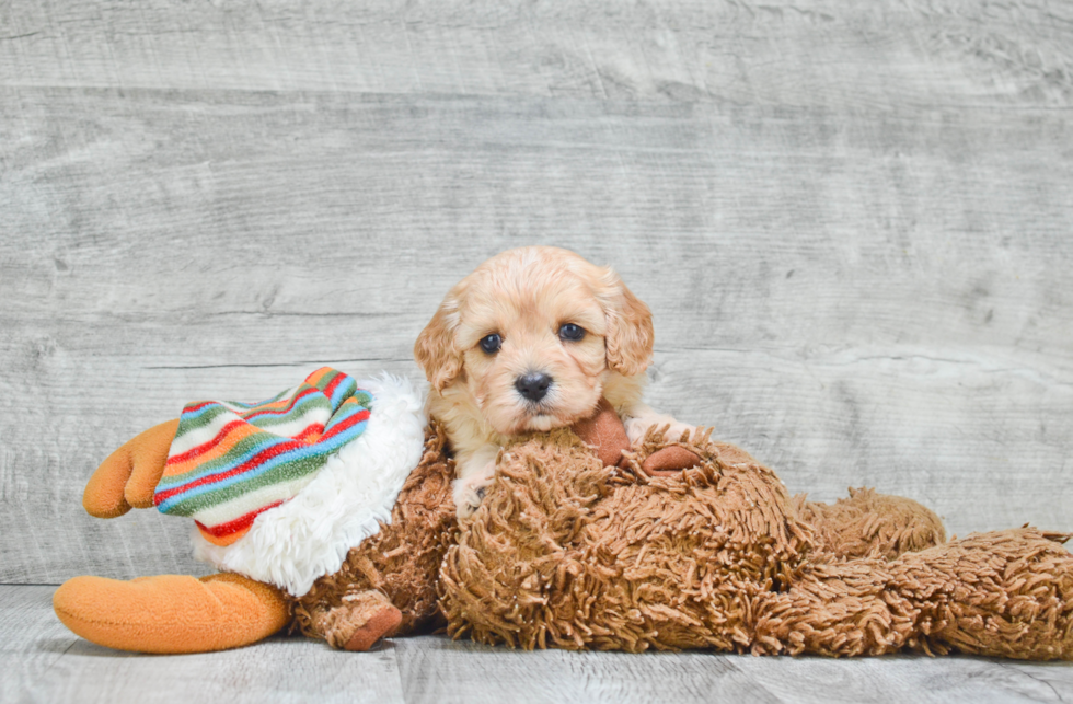 Best Cavachon Baby