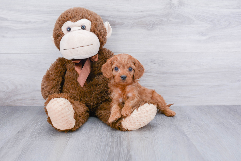 Little Cavoodle Poodle Mix Puppy