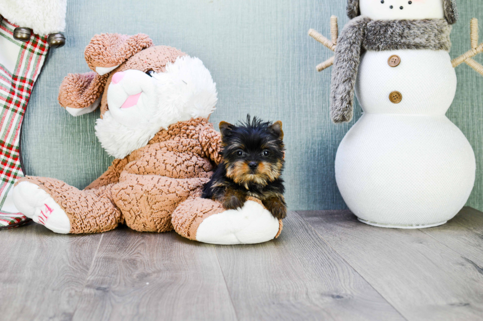 Meet Rebecca - our Yorkshire Terrier Puppy Photo 