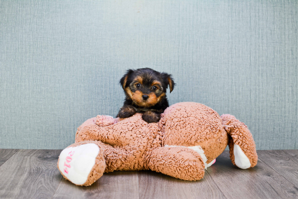 Meet Izzie - our Yorkshire Terrier Puppy Photo 