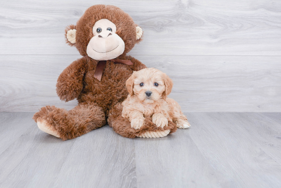 Friendly Cavapoo Baby