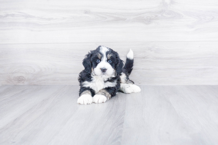 Playful Bernadoodle Poodle Mix Puppy