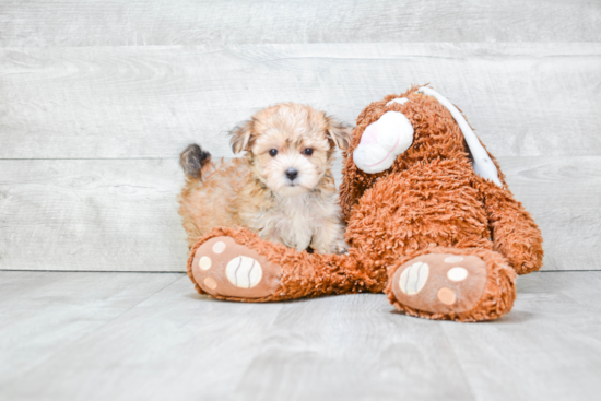 Best Morkie Baby