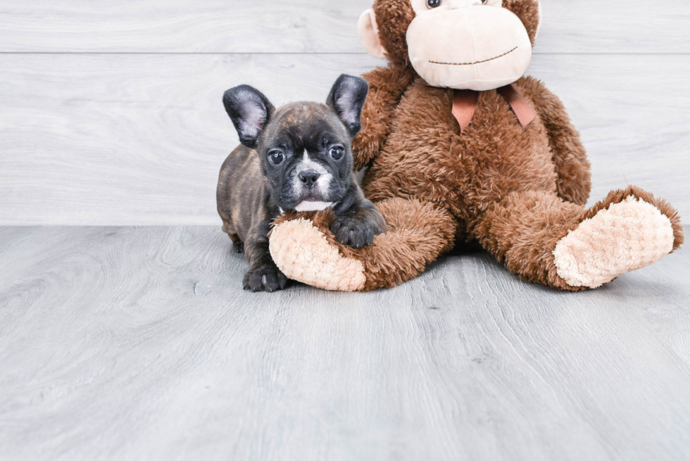 Best French Bulldog Baby