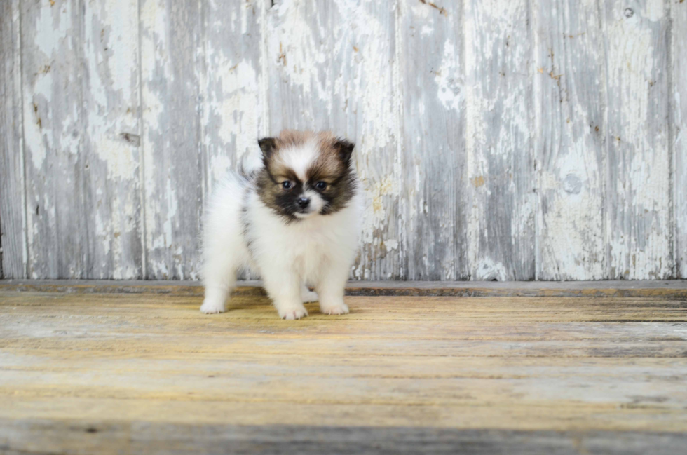 Sweet Pomeranian Purebred Puppy