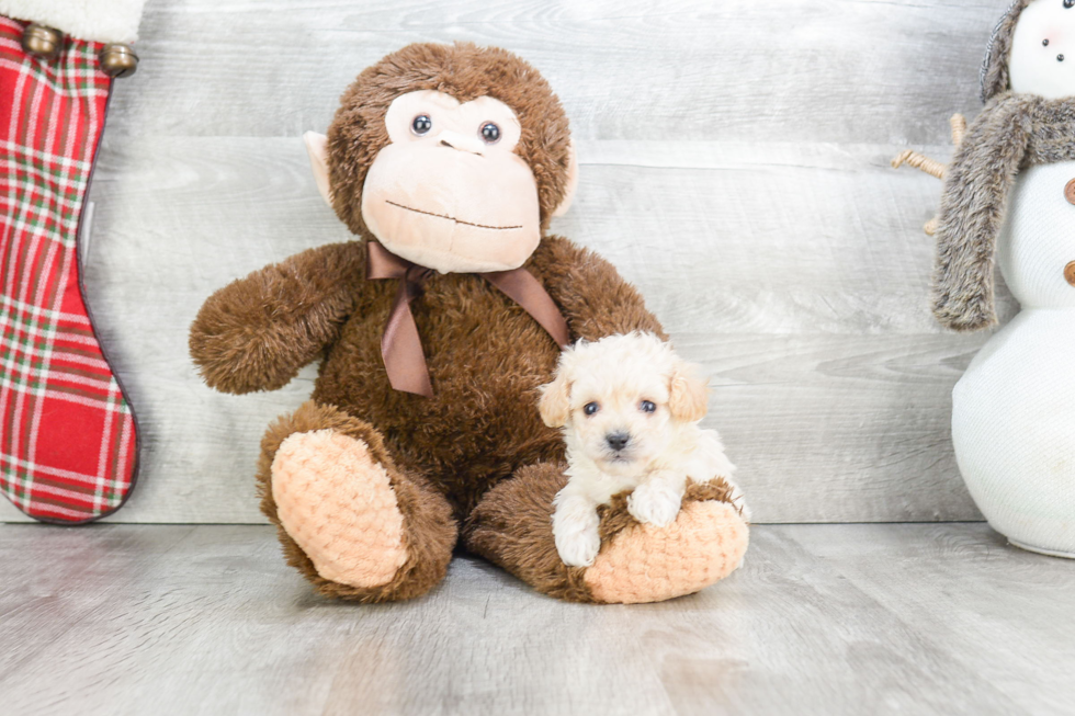 Maltipoo Puppy for Adoption