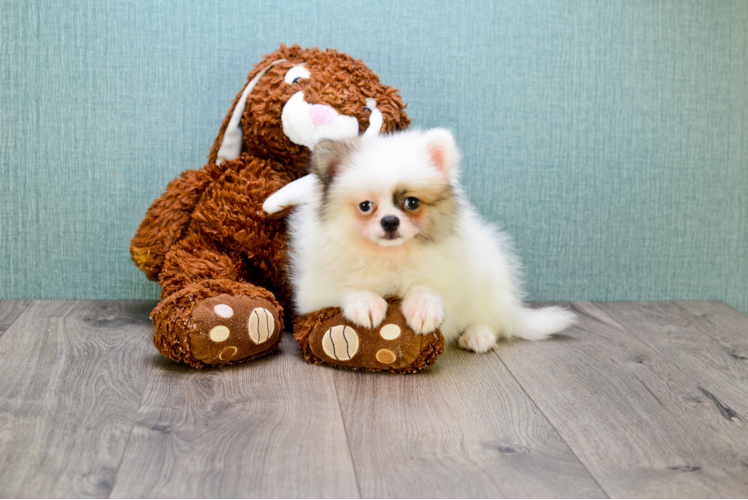 Pomeranian Puppy for Adoption