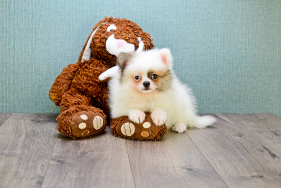 Pomeranian Puppy for Adoption