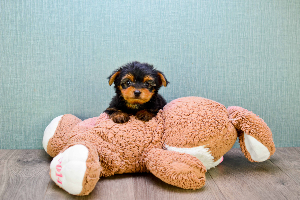 Meet Timmy - our Yorkshire Terrier Puppy Photo 