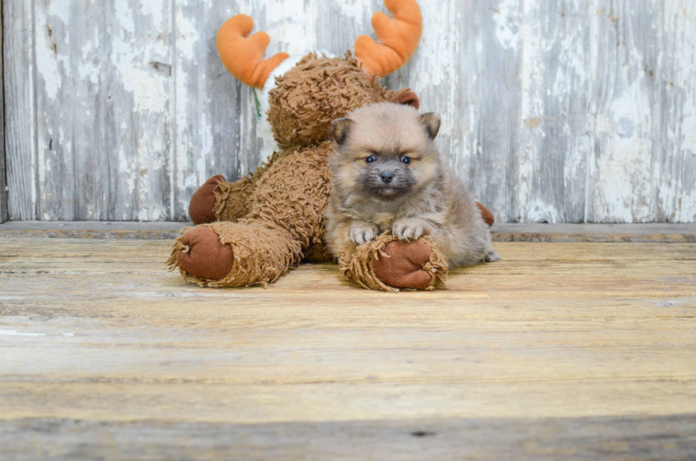 Small Pomeranian Purebred Pup