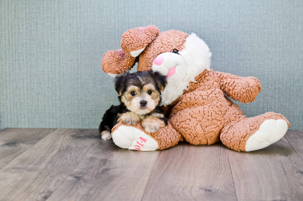 Morkie Puppy for Adoption