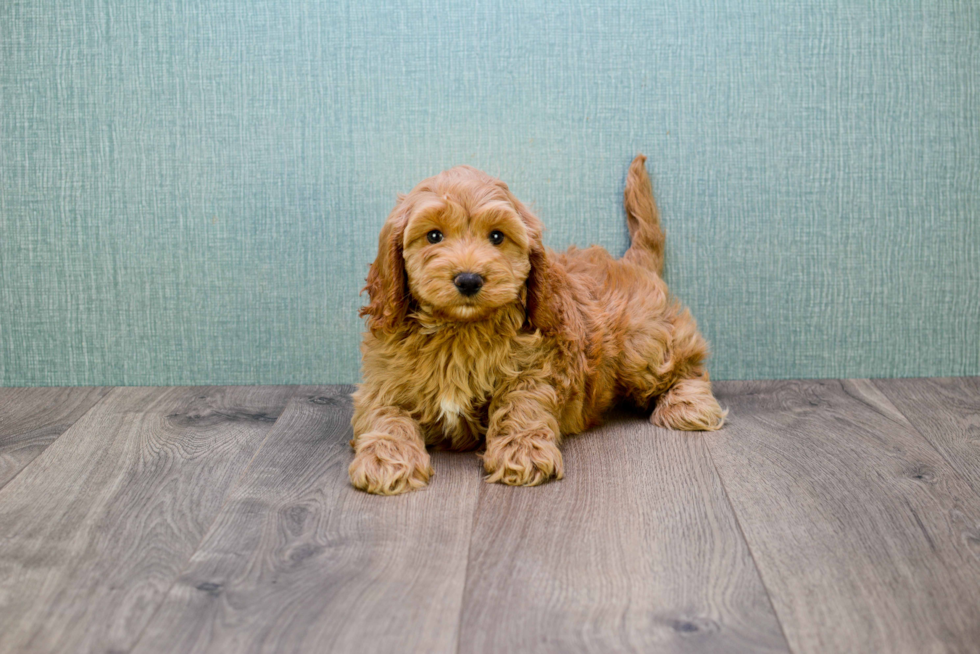 Hypoallergenic Golden Retriever Poodle Mix Puppy