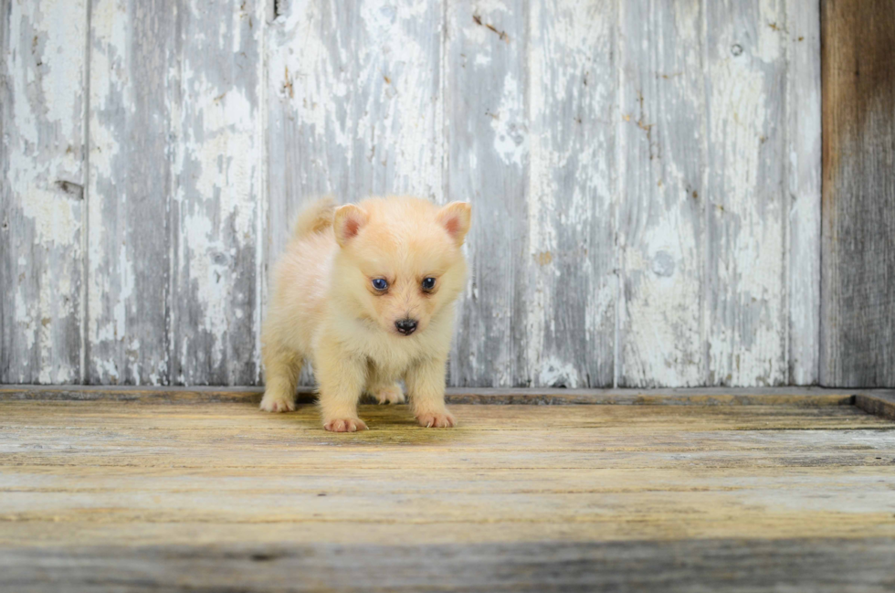 Adorable Mini Husky Designer Puppy