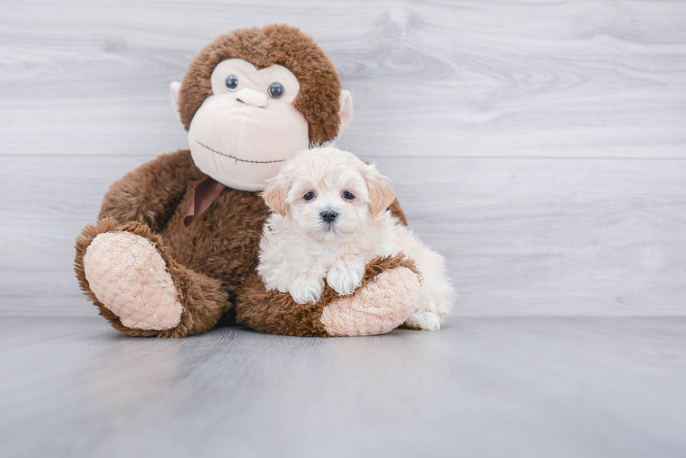 Sweet Maltipoo Baby