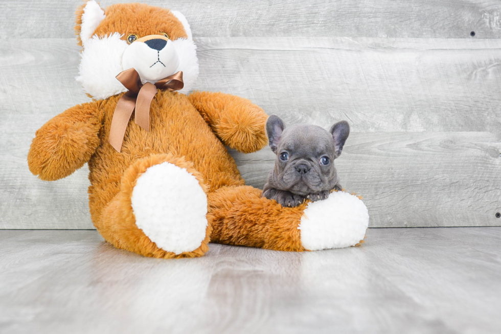 French Bulldog Puppy for Adoption