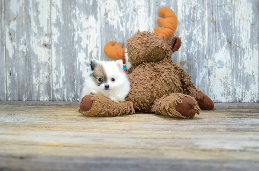 Petite Pomeranian Purebred Puppy