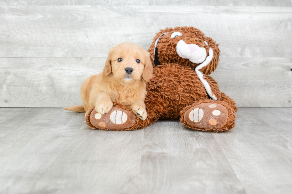 Mini Goldendoodle Puppy for Adoption