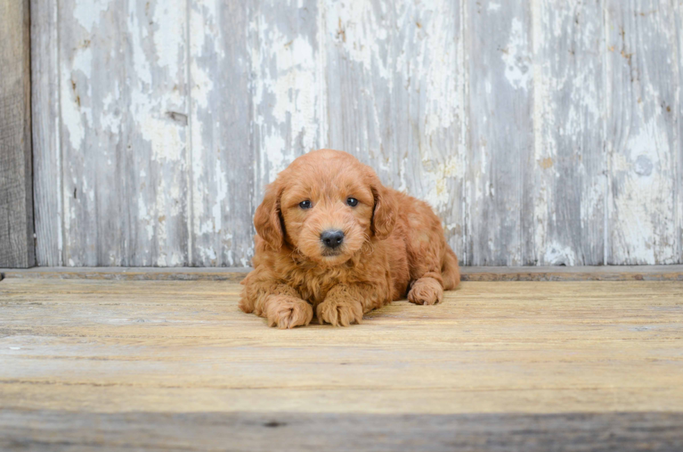 Petite Mini Goldendoodle Poodle Mix Pup