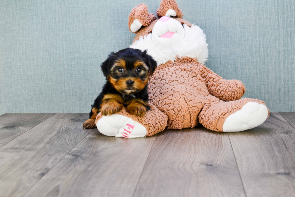 Meet Snickers - our Yorkshire Terrier Puppy Photo 