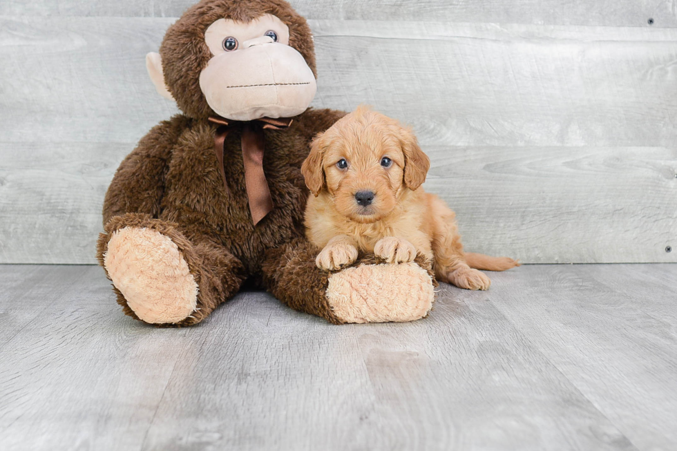 Best Mini Goldendoodle Baby