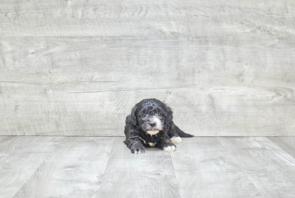 Energetic Cavoodle Poodle Mix Puppy