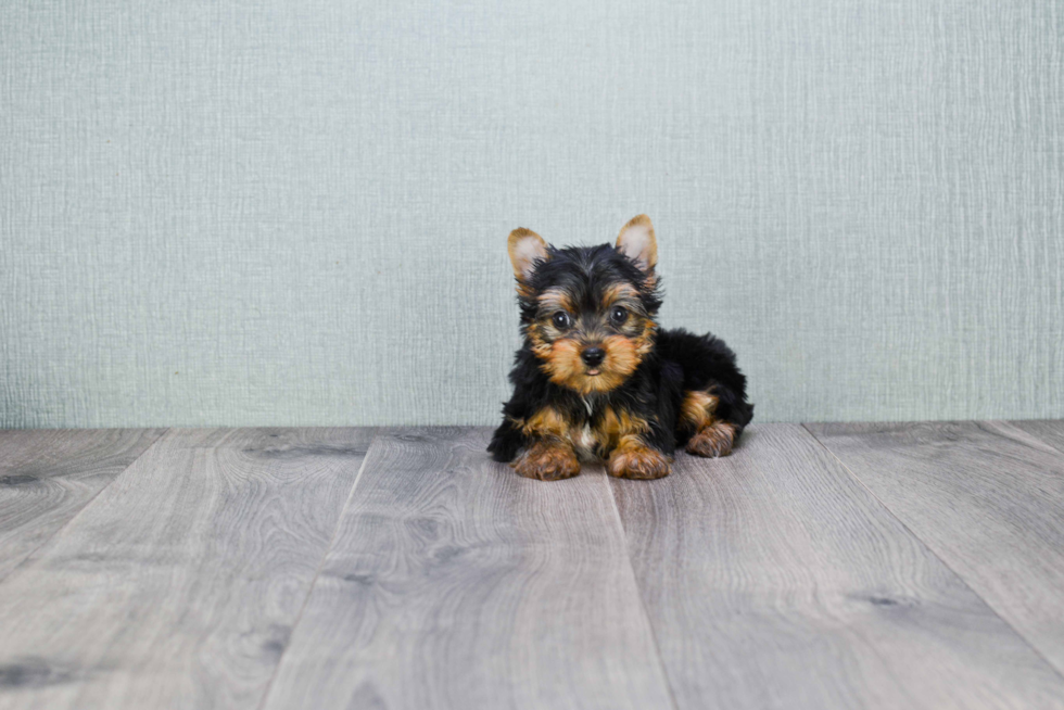 Meet Rascal - our Yorkshire Terrier Puppy Photo 