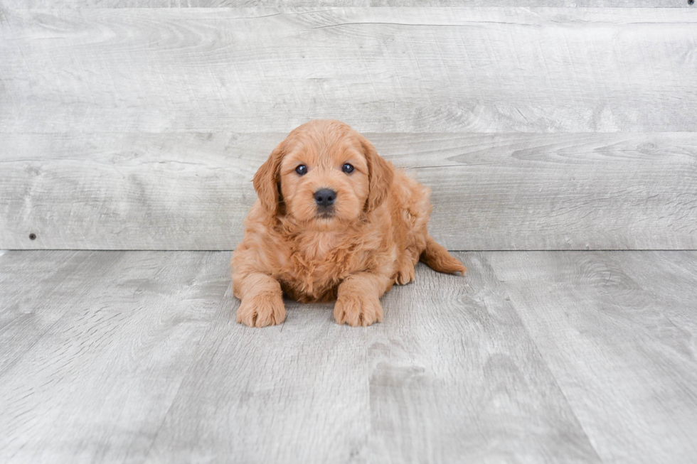 Small Mini Goldendoodle Baby