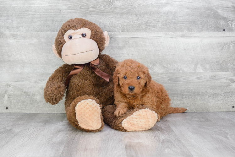 Mini Goldendoodle Pup Being Cute