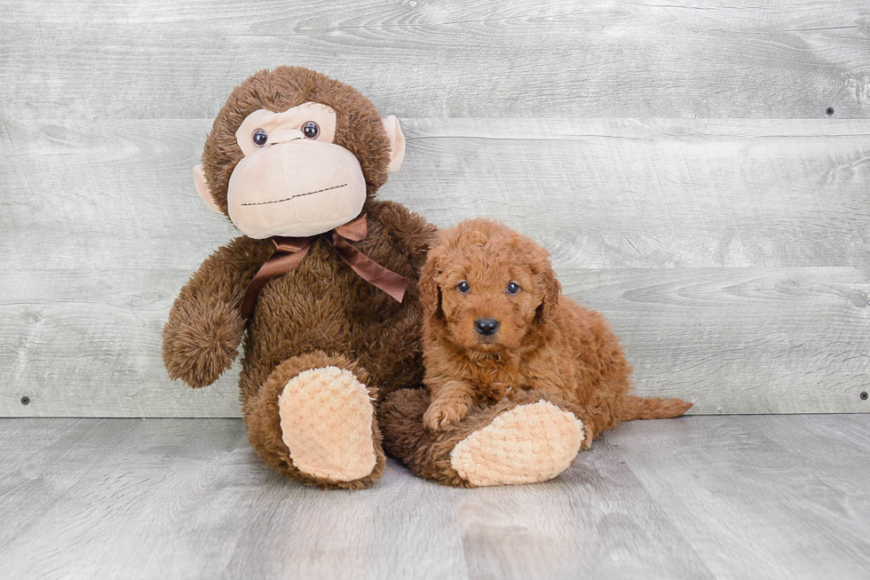 Mini Goldendoodle Pup Being Cute