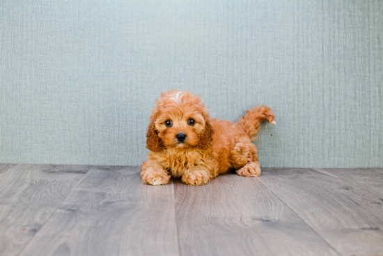 Energetic Cavoodle Poodle Mix Puppy