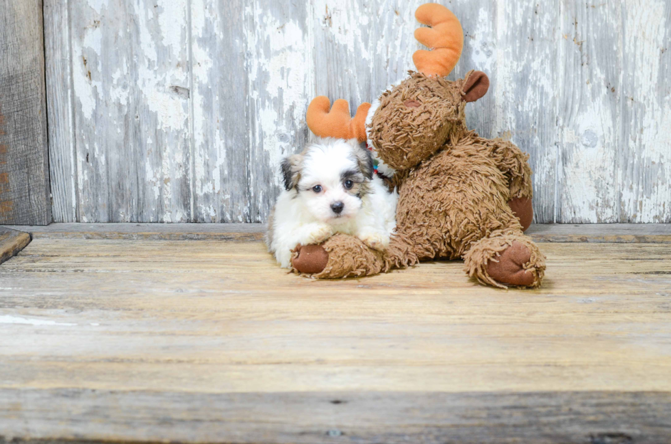 Petite Teddy Bear Designer Pup