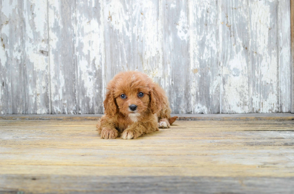 Cavapoo Puppy for Adoption