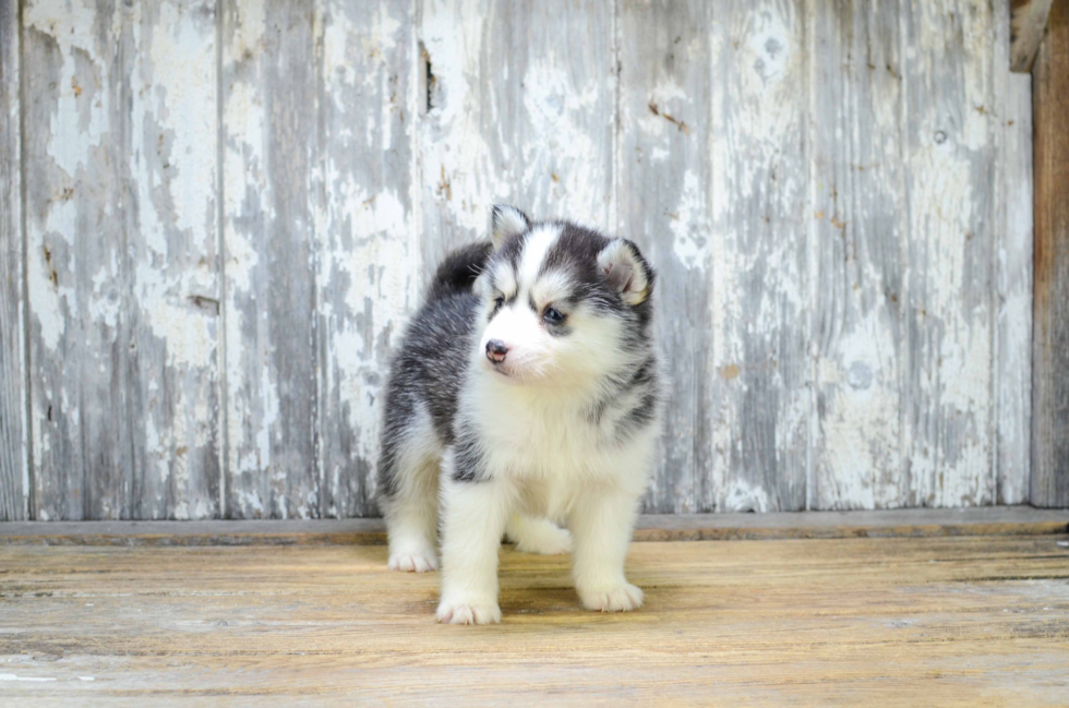 Smart Pomsky Designer Pup