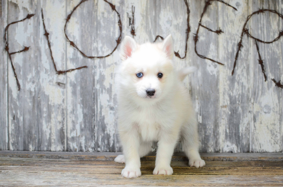 Sweet Pomsky Baby