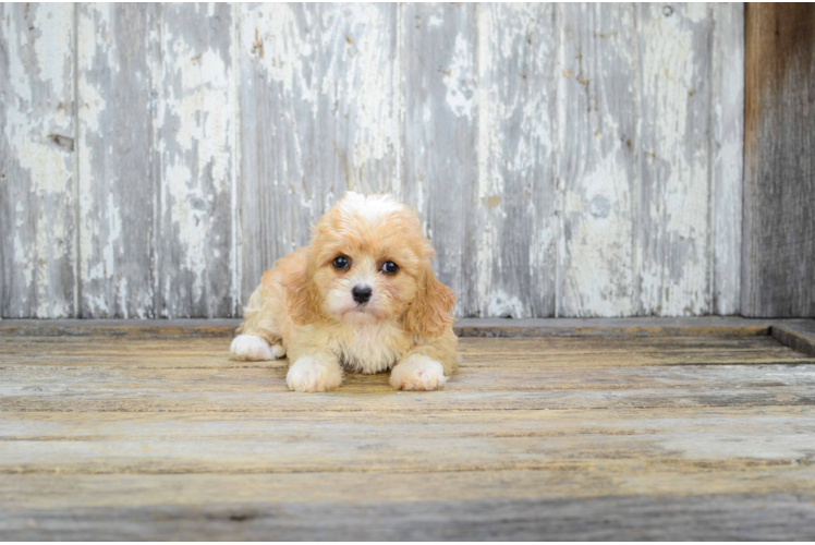 Cute Cavachon Baby