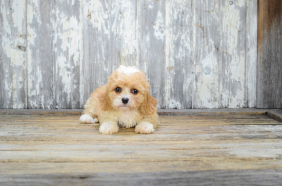 Cute Cavachon Baby